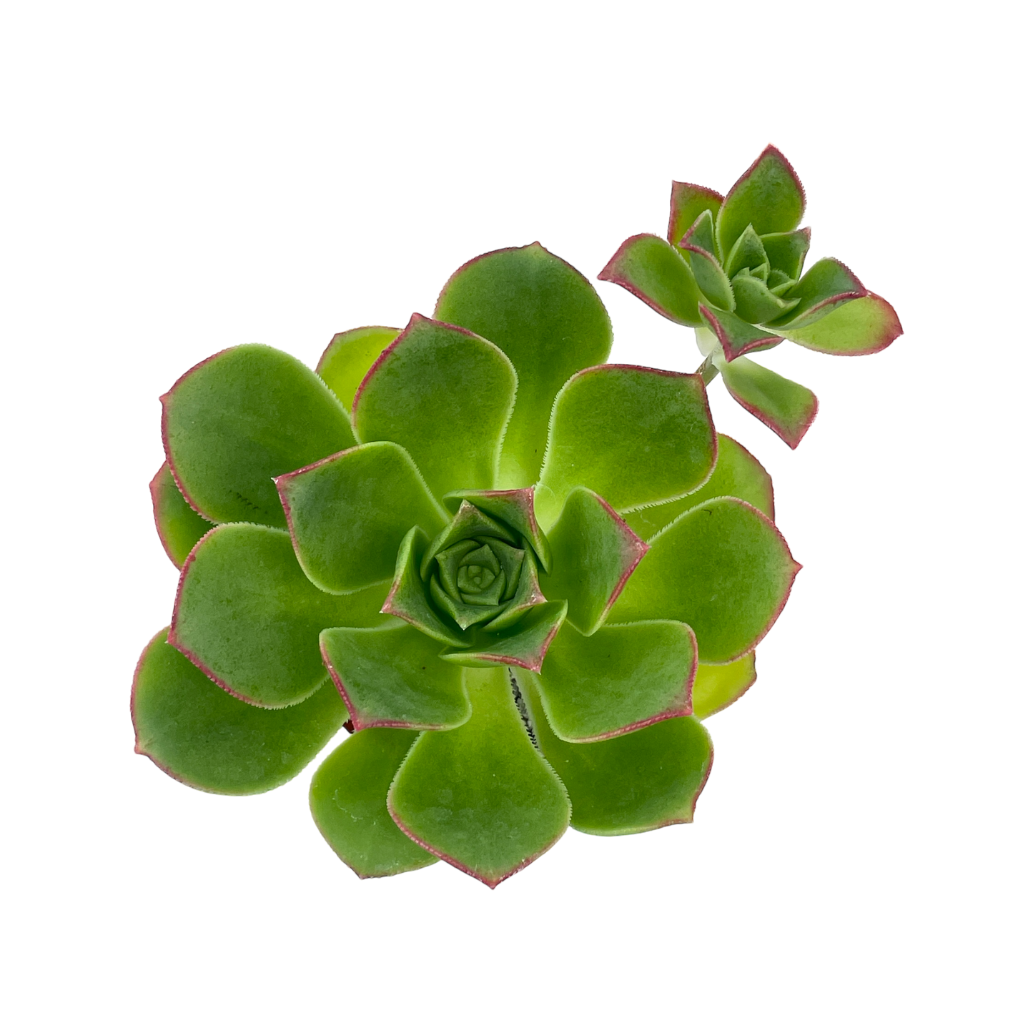 Aeonium haworthii