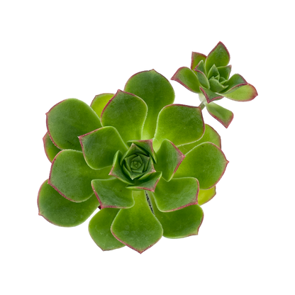 Aeonium haworthii