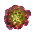 Aeonium 'Black King Kong'