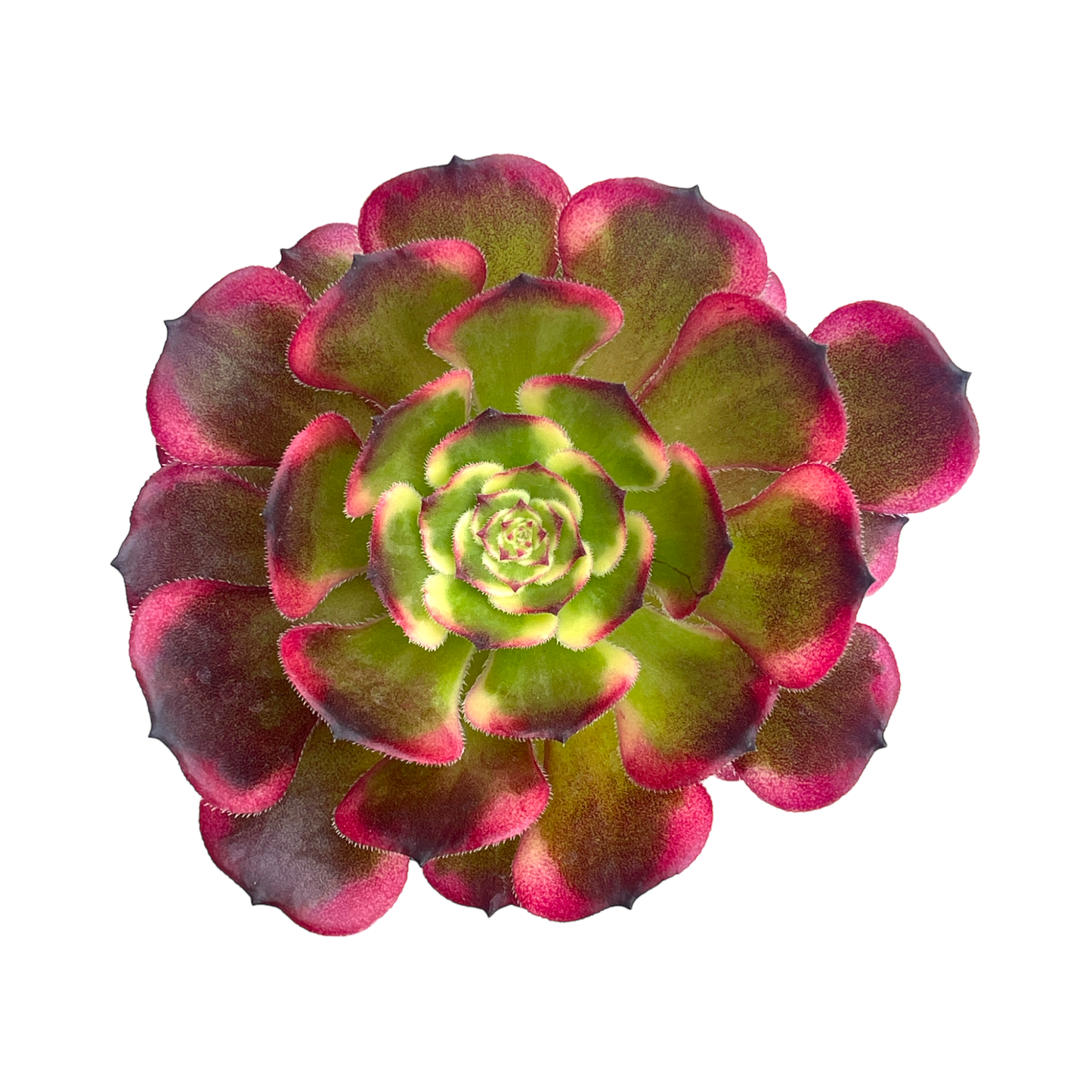 Aeonium 'Black King Kong'