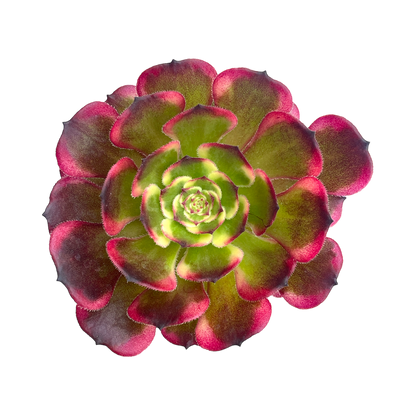 Aeonium 'Black King Kong'