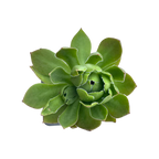 Aeonium 'Rock Hopper'