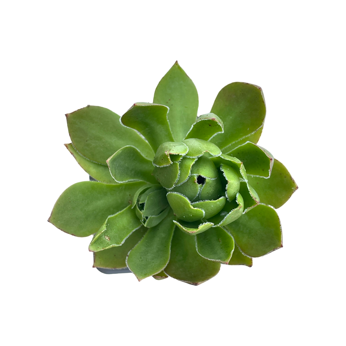 Aeonium 'Rock Hopper'