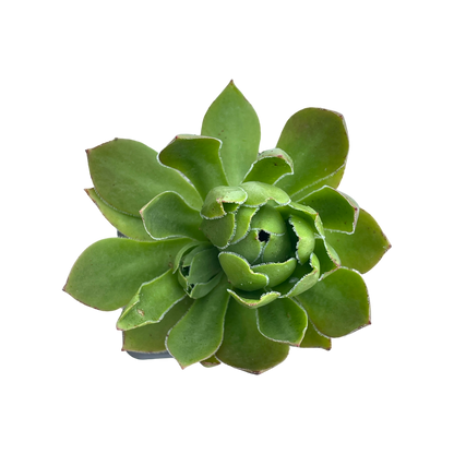 Aeonium 'Rock Hopper'