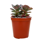 Echeveria venezualensis