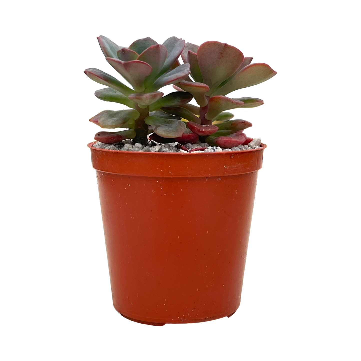 Echeveria venezualensis