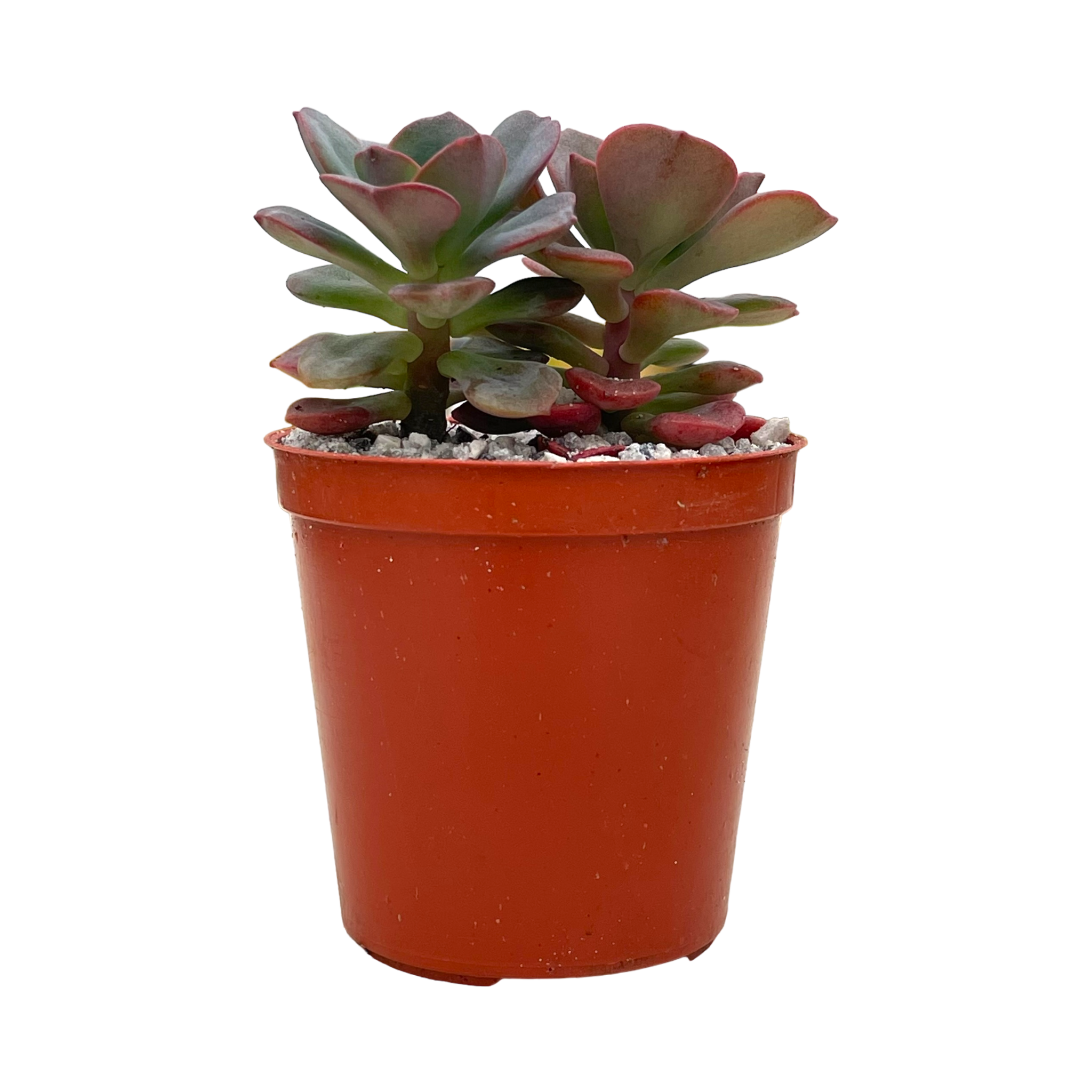 Echeveria venezualensis