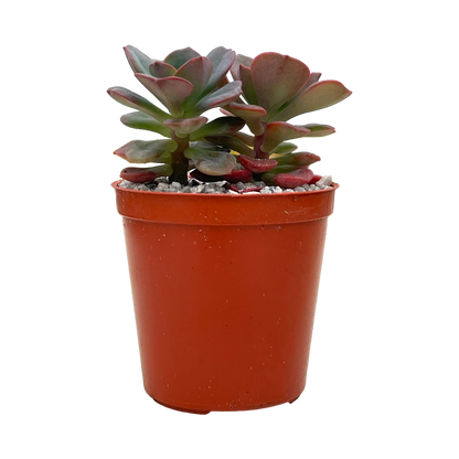 Echeveria venezualensis