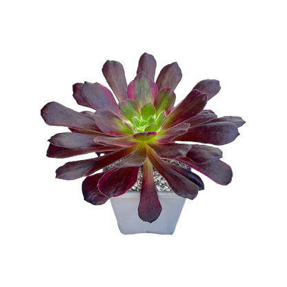 Aeonium 'Eden'