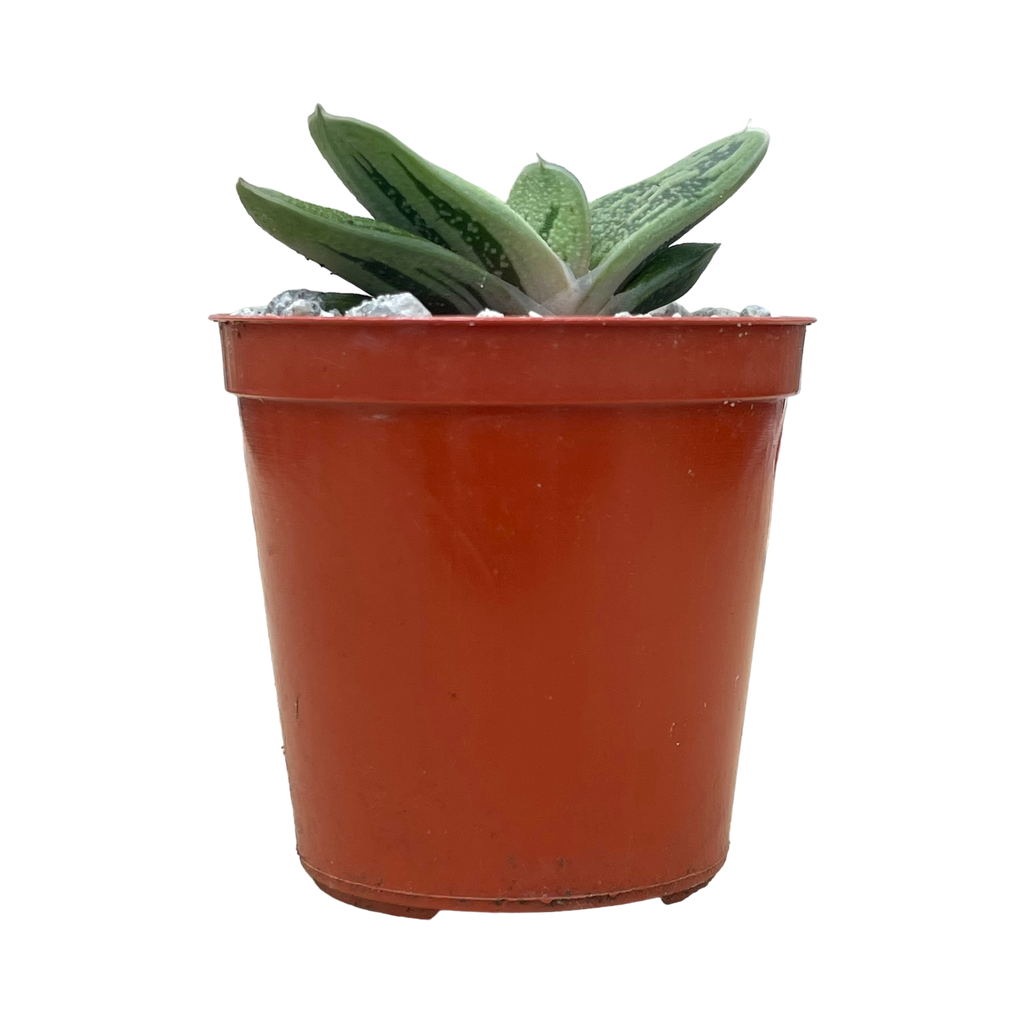 Gasteria 'Lime Warty'
