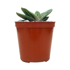 Gasteria 'Lime Warty'