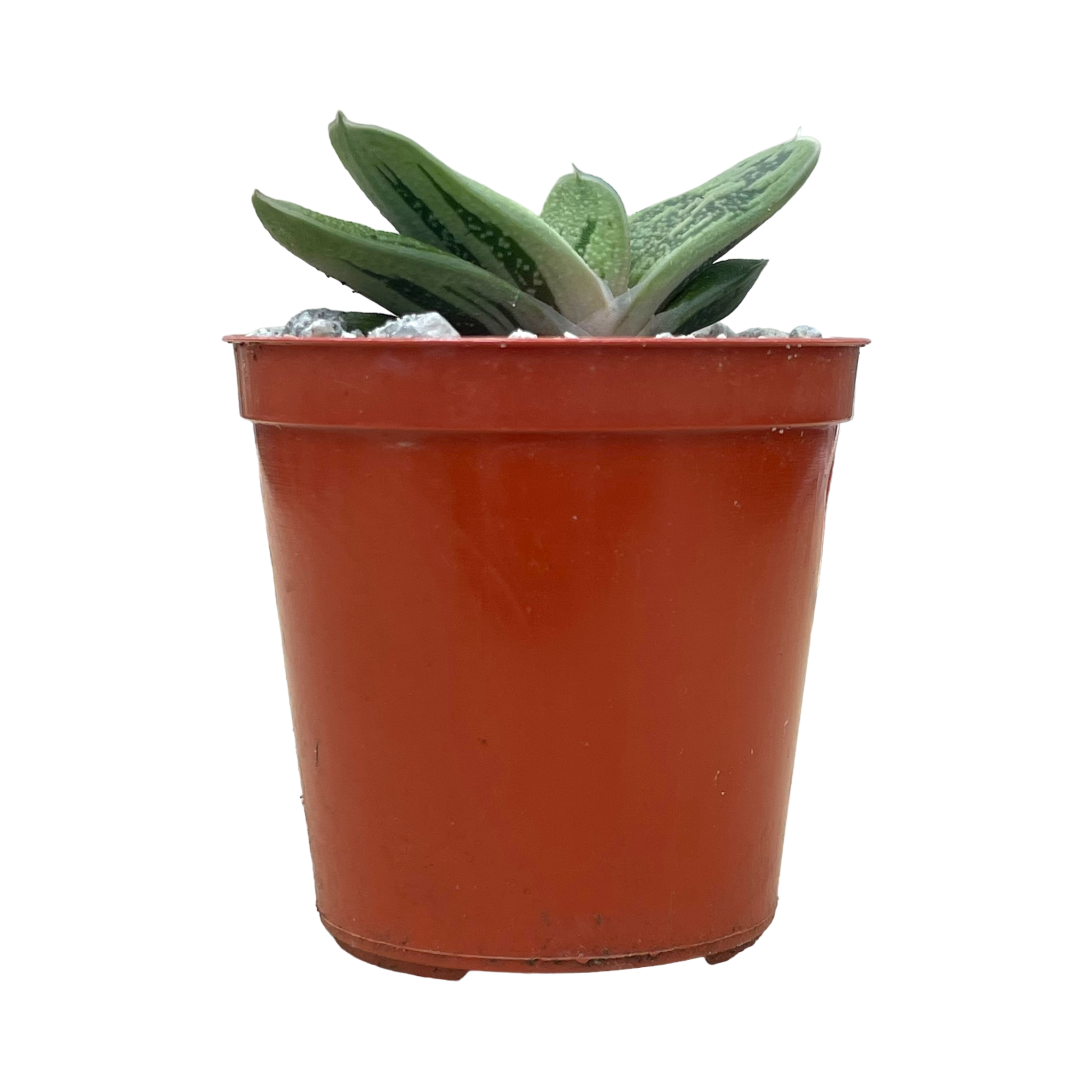 Gasteria 'Lime Warty'