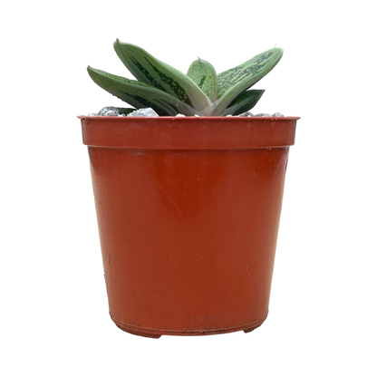 Gasteria ‘Lime Warty’