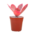 Echeveria 'Fred Wass'