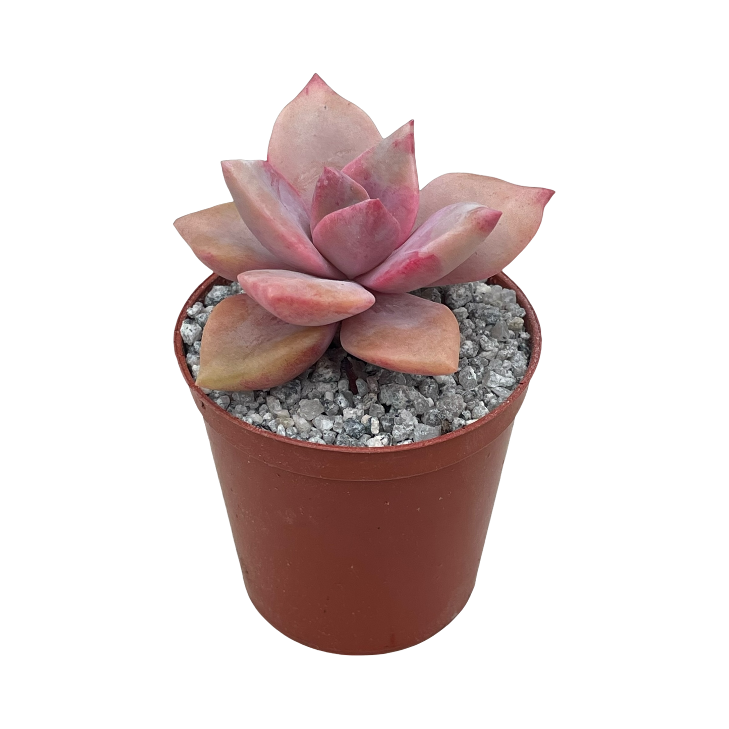 x Graptoveria 'Mrs Richards'