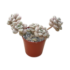 Graptopetalum mendozae