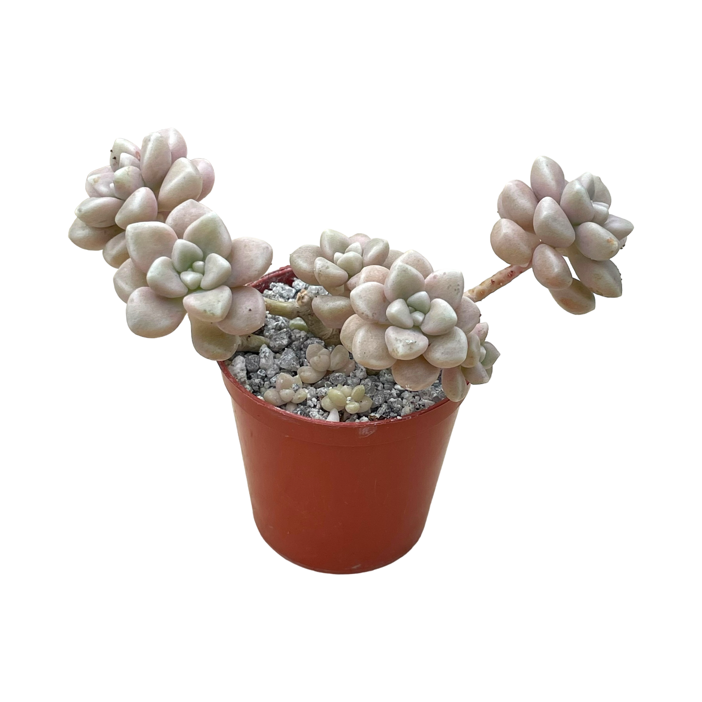 Graptopetalum mendozae