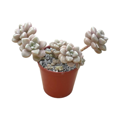 Graptopetalum mendozae