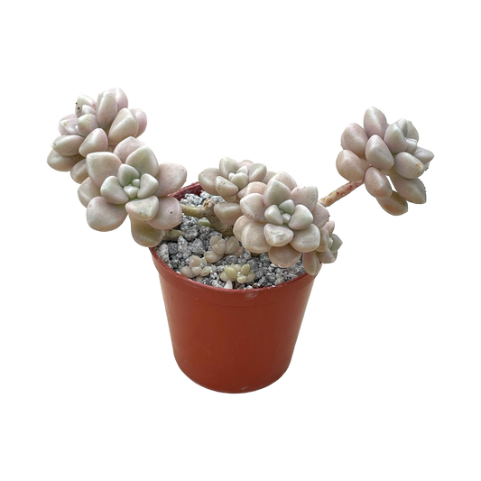 Graptopetalum mendozae