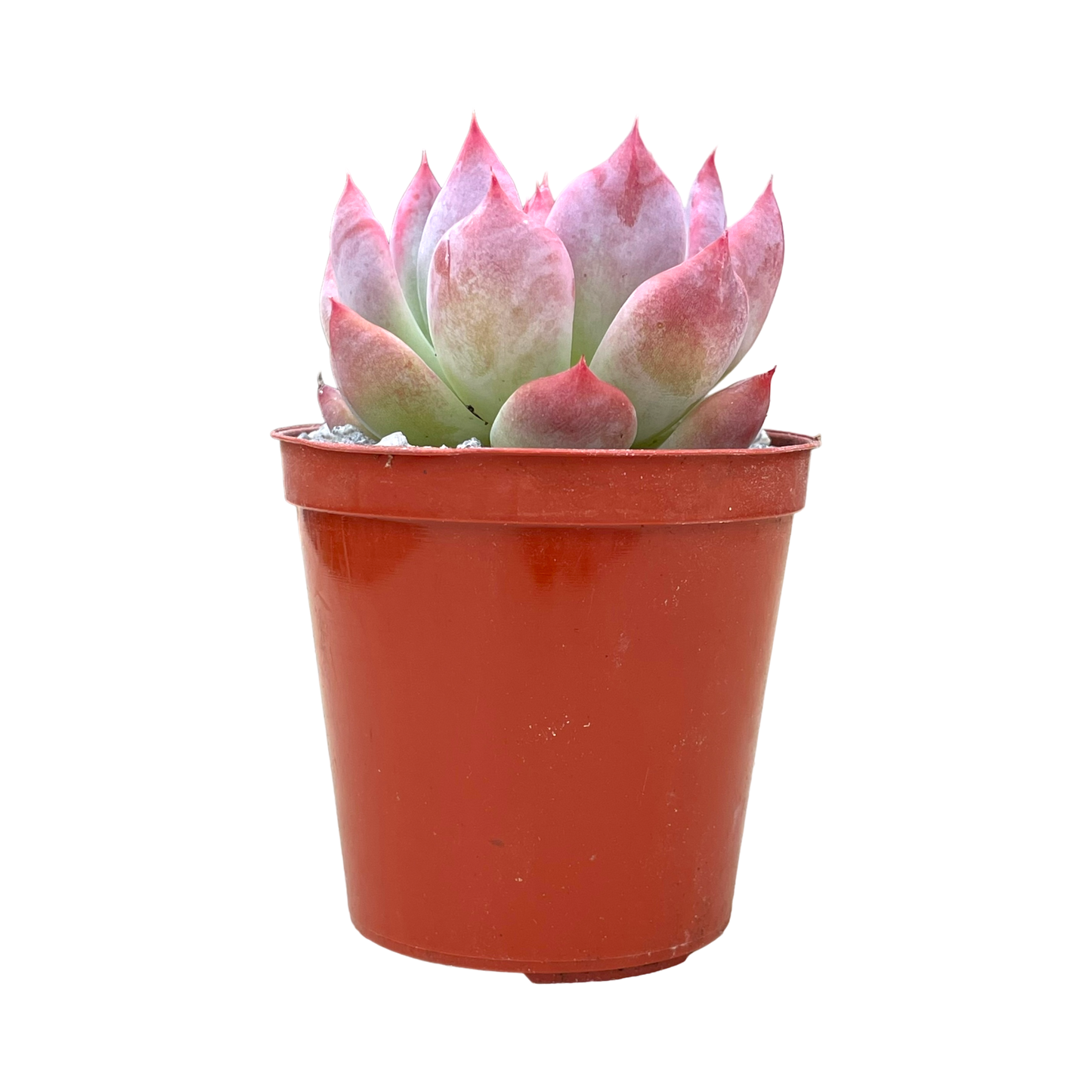 Echeveria colorata 'Haage'