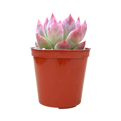 Echeveria colorata 'Haage'