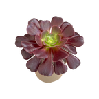 Aeonium 'Velour'