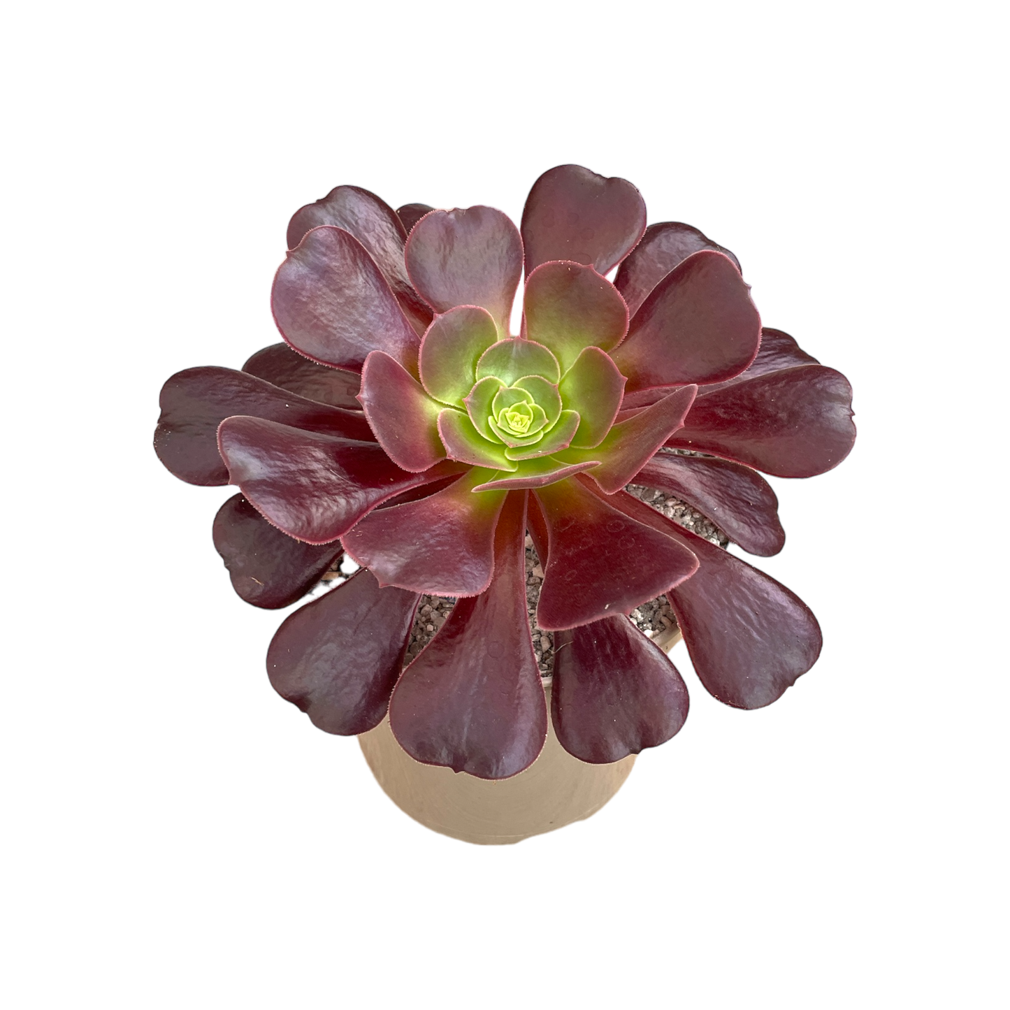 Aeonium 'Velour'