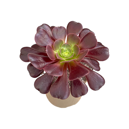 Aeonium 'Velour'