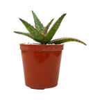 Aloe 'Marco'