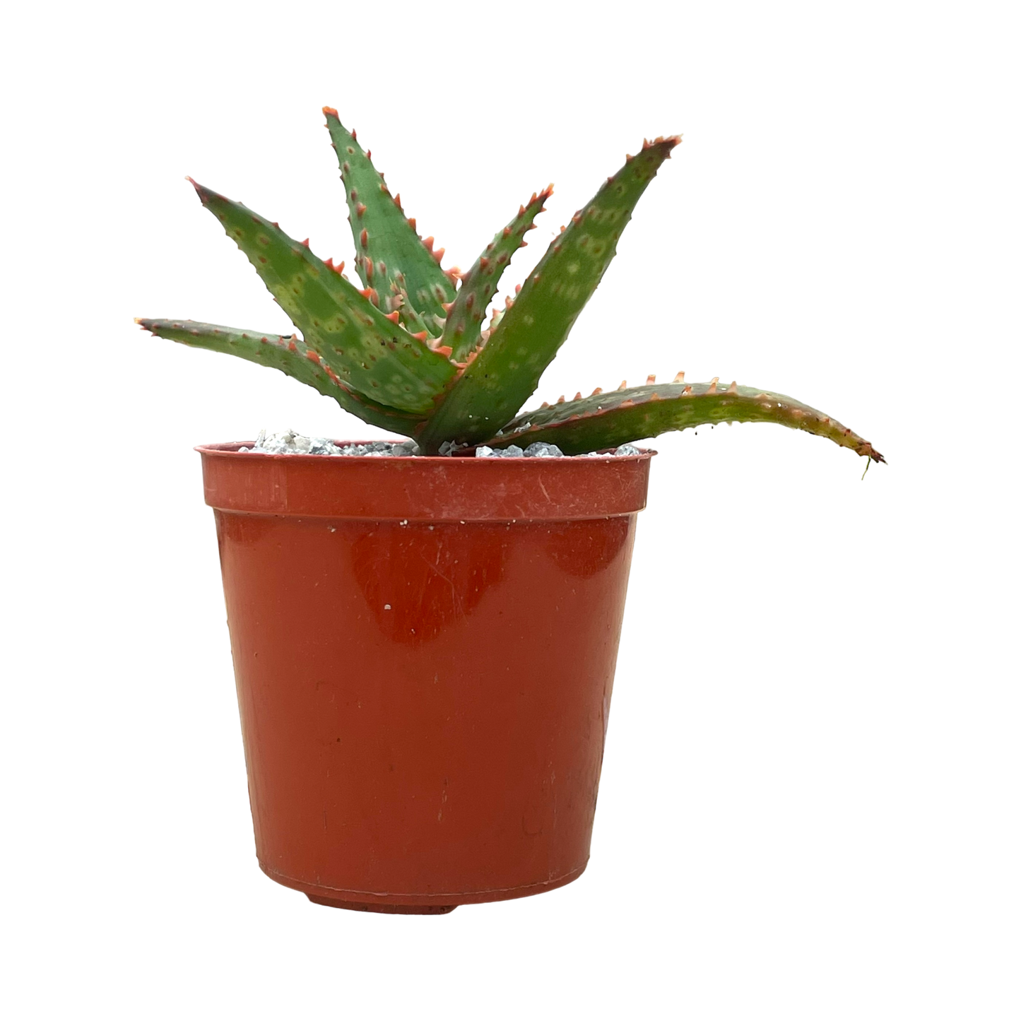 Aloe 'Marco'