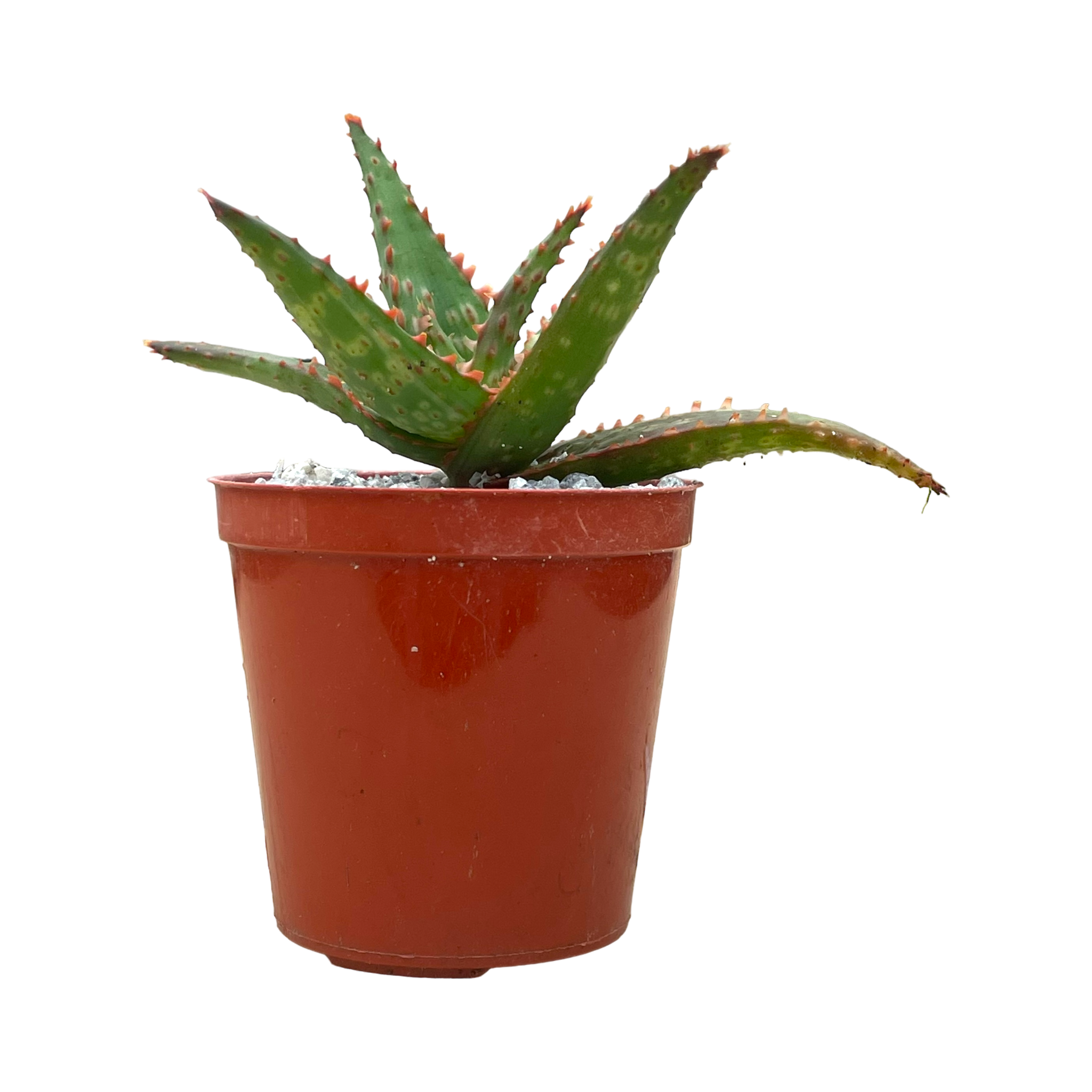 Aloe 'Marco'