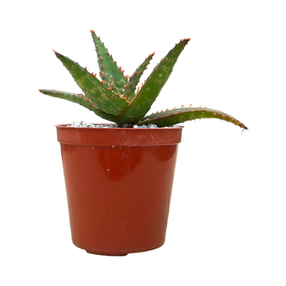 Aloe 'Marco'