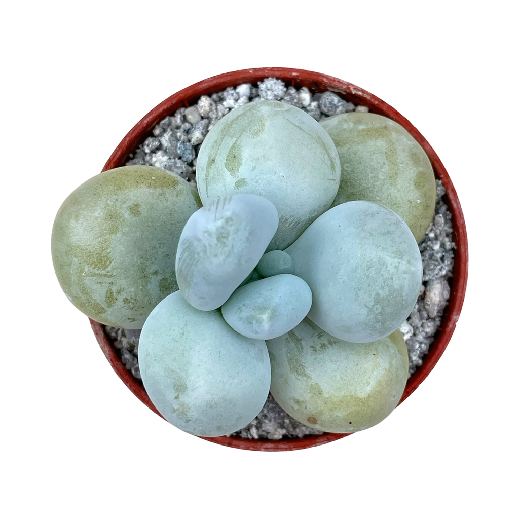 Pachyphytum oviferum | Moonstones