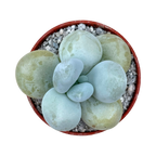 Pachyphytum oviferum | Moonstones