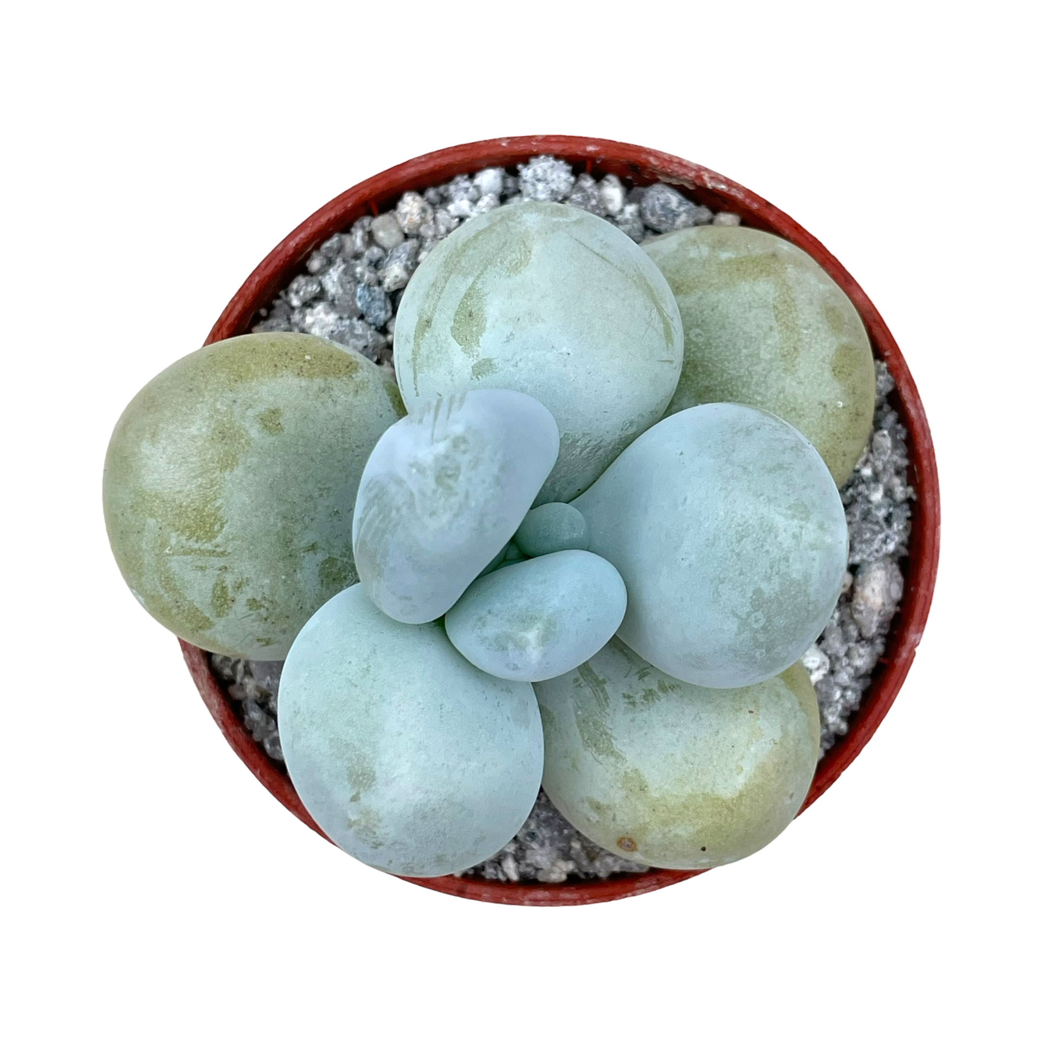 Pachyphytum oviferum | Moonstones