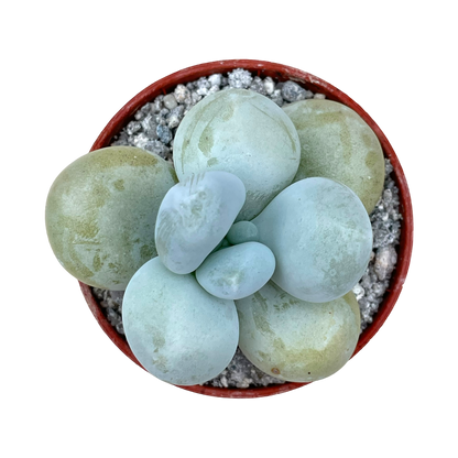 Pachyphytum oviferum 'Moonstones'