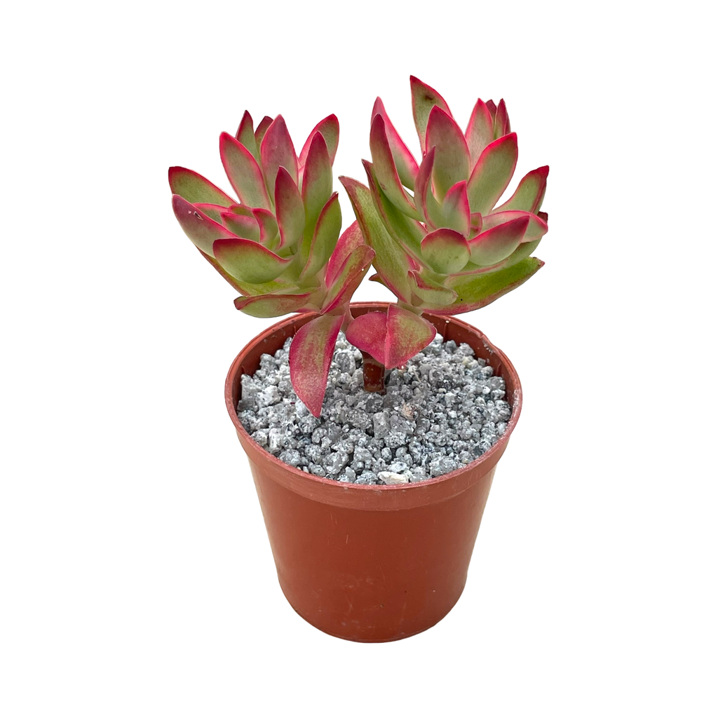 Crassula 'Candy Cane'