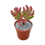 Crassula 'Candy Cane'