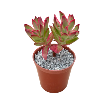 Crassula 'Candy Cane'