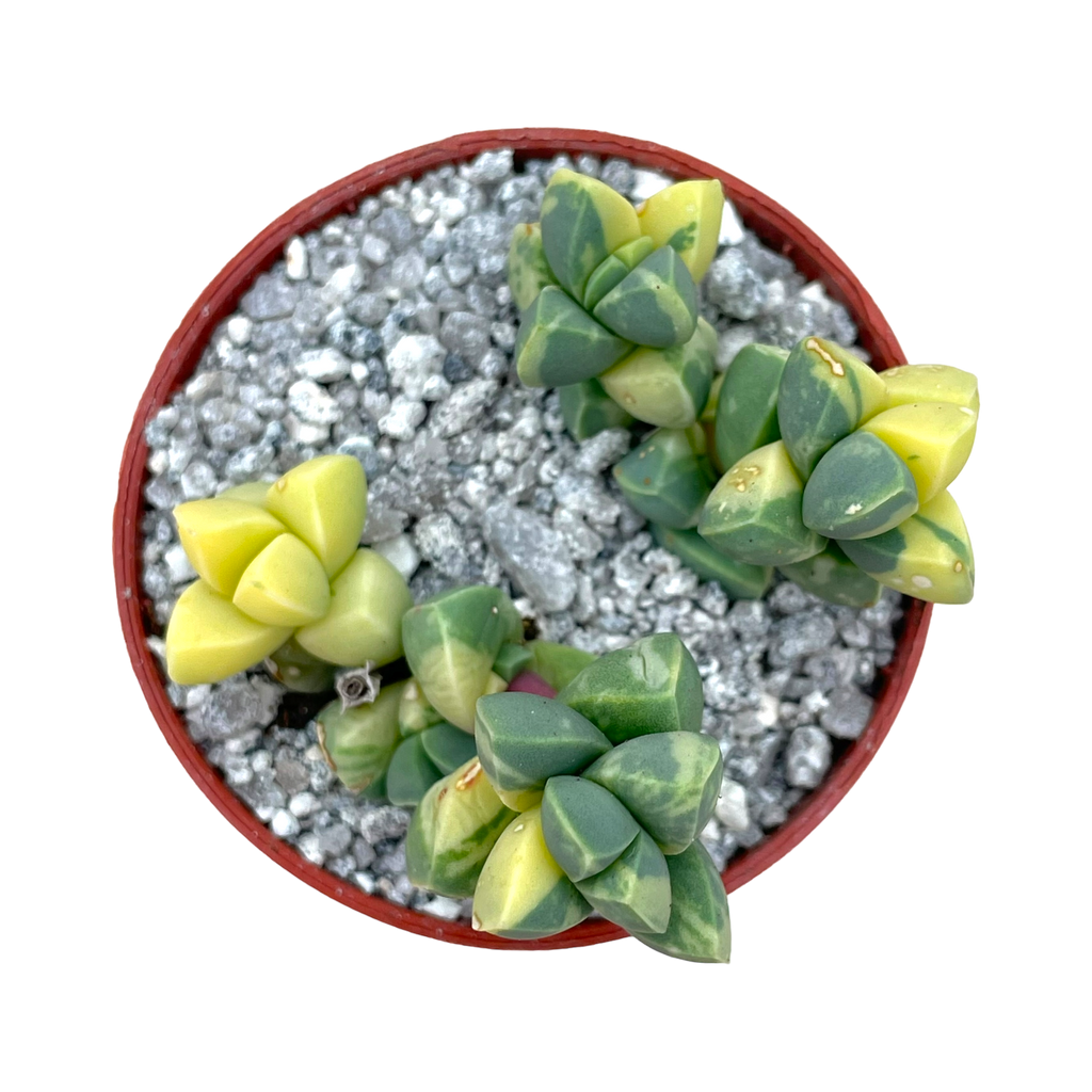 Delosperma lehmannii variegata