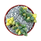 Delosperma lehmannii variegata