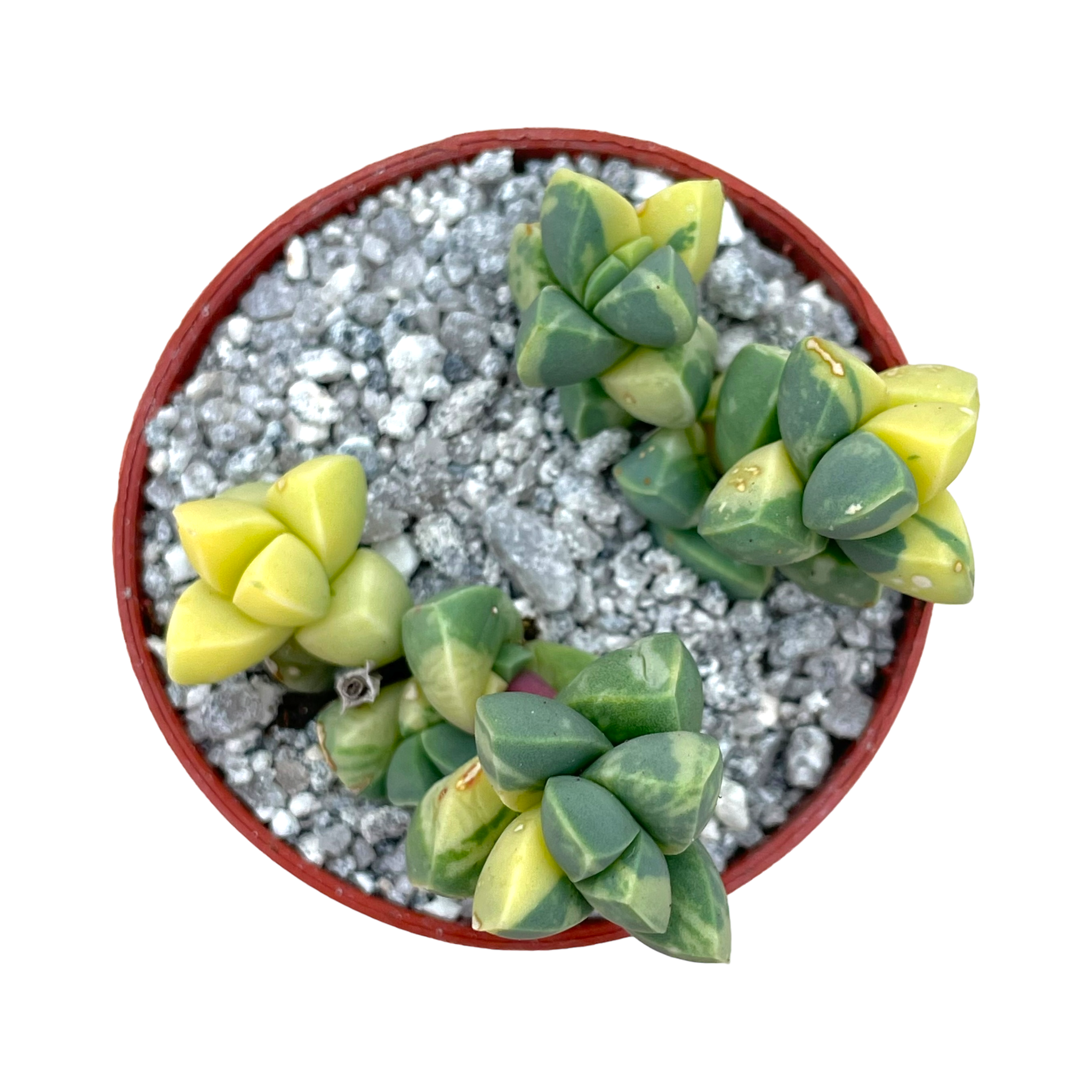 Delosperma lehmannii variegata