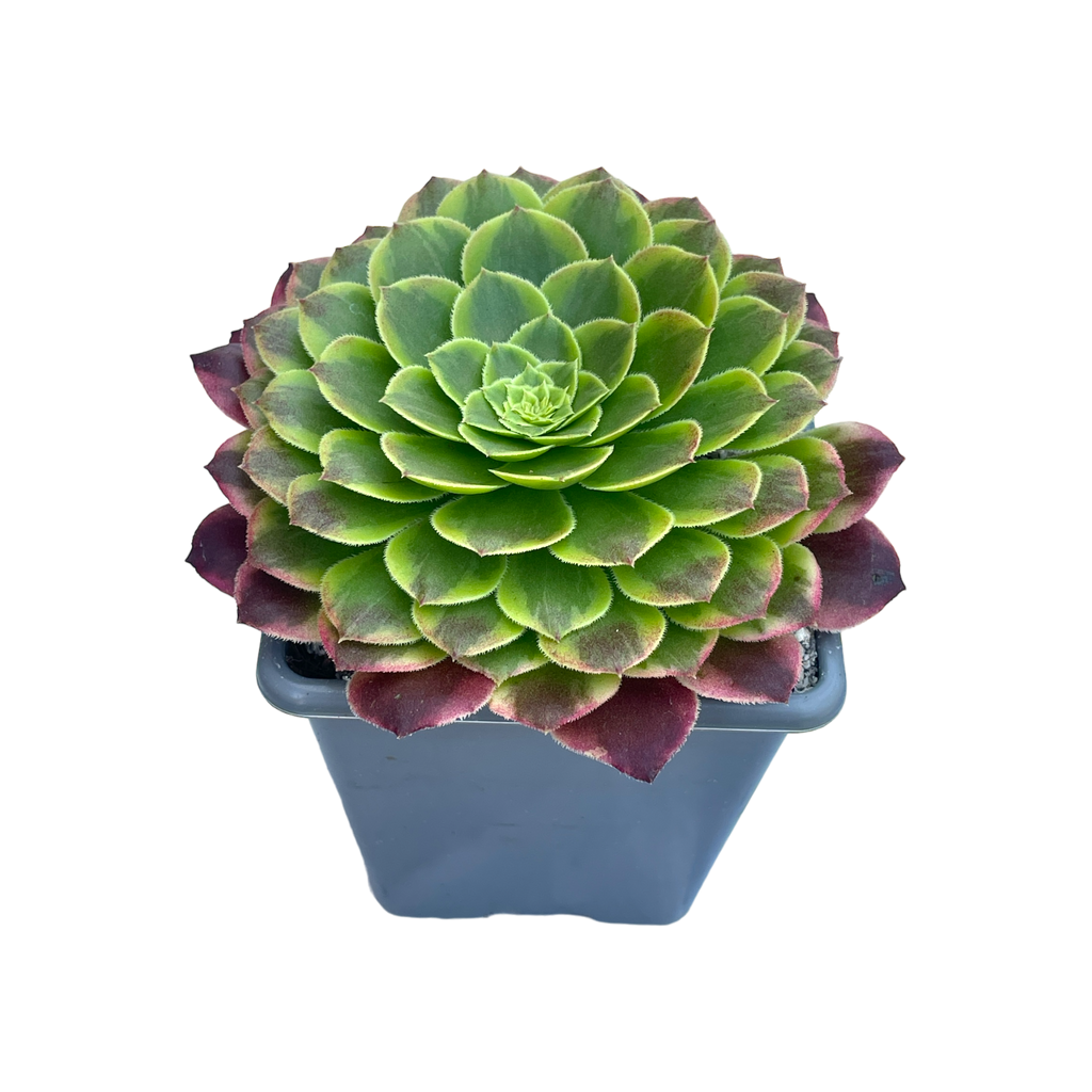 Aeonium 'Fiesta'