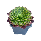 Aeonium 'Fiesta'