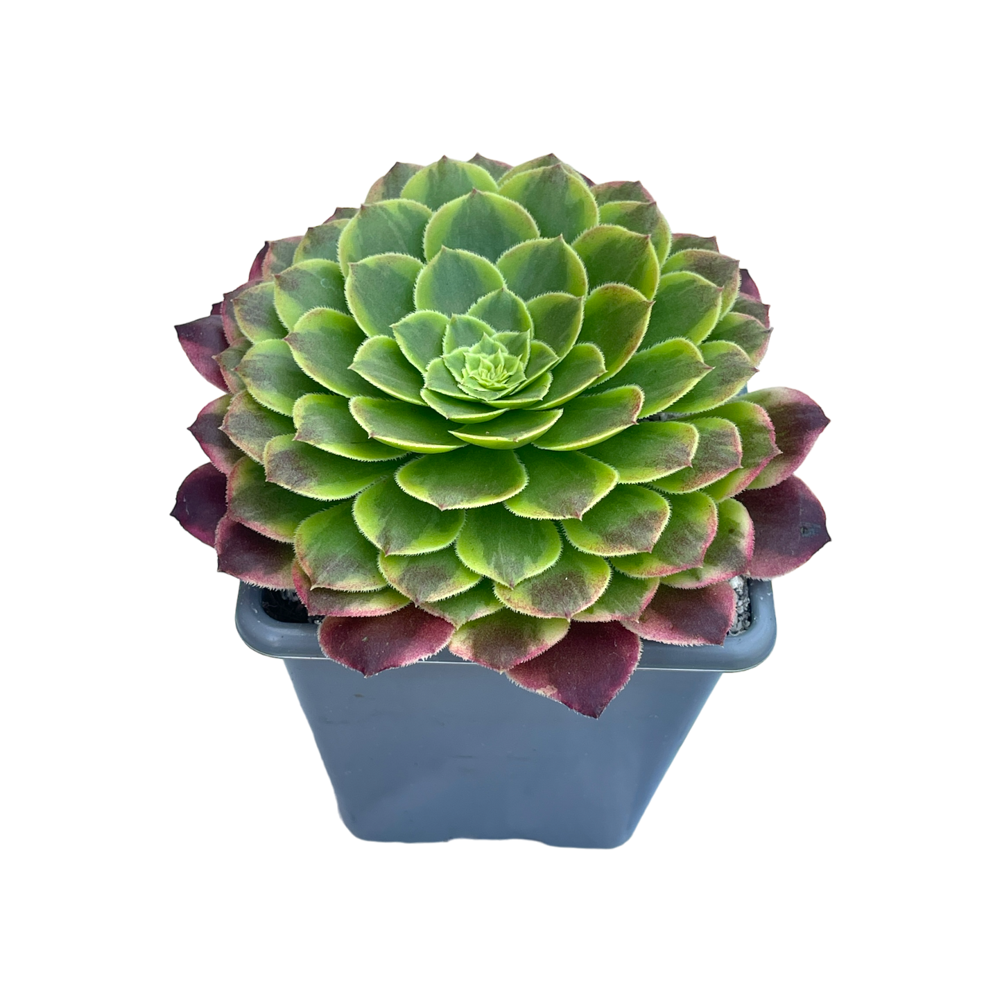 Aeonium 'Fiesta'