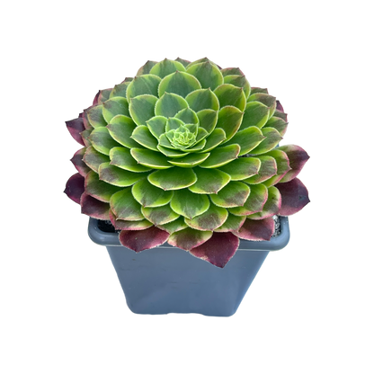 Aeonium 'Fiesta'