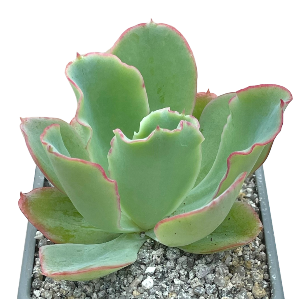 Echeveria 'Aquarius'