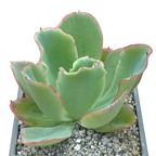 Echeveria 'Aquarius'