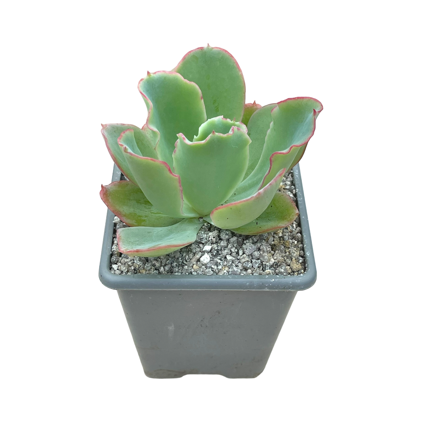 Echeveria 'Aquarius'