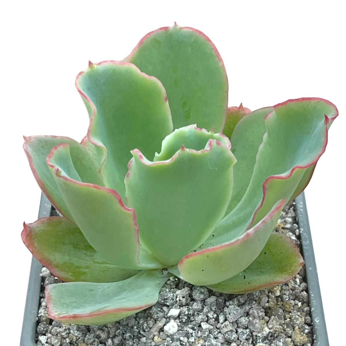 Echeveria 'Aquarius'
